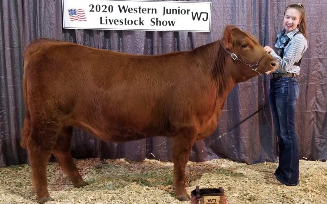 Reserve Red Angus Heifer